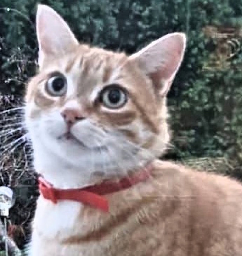 Carica immagine in Galleria Viewer, Gatto Janko
