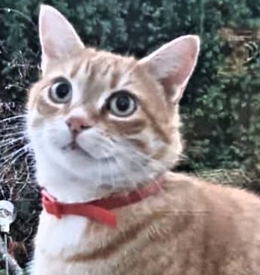 Gatto Janko