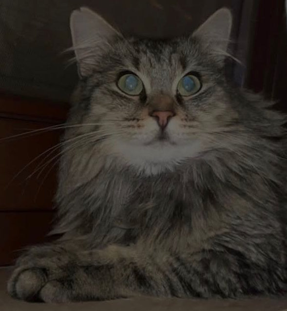 Lade das Bild in Galerie -Viewer, Katze Bella

